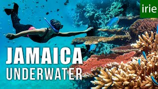 JAMAICA SNORKELING Does Jamaica have good snorkeling ft JESSICA CARGILL [upl. by Franzoni232]