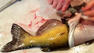 How to clean  fillet a catfish quick and easy [upl. by Aletsirc968]