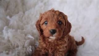 TOY Cavoodle puppy  6 weeks old [upl. by Georgena336]