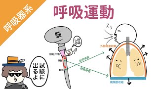 【肺】呼吸運動の仕組み（吸息時と呼息時の筋肉と神経） [upl. by Ielarol]