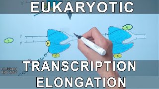 Transcription Elongation in Eukaryotes [upl. by Dust503]