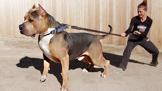 These Are 10 Most Dominant Dog Breeds [upl. by Anastasie467]