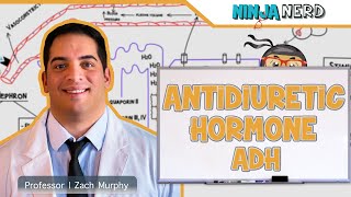 Endocrinology  Antidiuretic Hormone ADH [upl. by Inahpit]