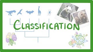 GCSE Biology  Classification 80 [upl. by Bullard]