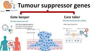 Carcinogenesis Oncogenes Tumor suppressor genes [upl. by Llenroc]