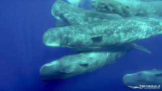 The Sound of Sperm Whales  WHALEZONETV [upl. by Nerissa]