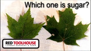 EP50 Identifying your sugar maple trees [upl. by Nitnelav380]