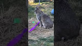 Scented Bobcat Enrichment  The Wildcat Sanctuary [upl. by Laved332]