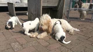 Grand Basset Griffon Vendéen Puppies Viersenhoeve [upl. by Neveda903]