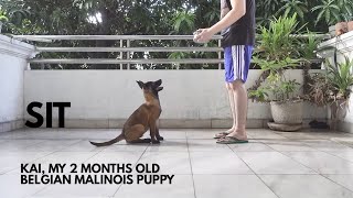 Belgian Malinois Puppy Training  Basic Obedience Basic Commands Part 1 [upl. by Dinin]