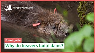 Why do beavers build dams [upl. by Seyler]