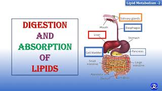 2 Digestion amp Absorption Of Lipids  Lipid Metabolism2  Biochemistry  NJOY Biochemistry [upl. by Lynett]