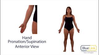 Hand Pronation Supination [upl. by Anirtek356]