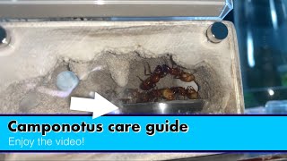 Camponotus care guide How to keep Camponotus ants as pets [upl. by Guadalupe878]