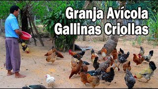 Granja avícola de Gallinas Criollas [upl. by Pickard]