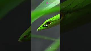 Unbelievable Facts About the Rough Green Snake [upl. by Anits373]