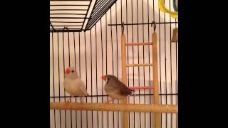 Zebra Finch Sounds beeps amp peeps [upl. by Iroc]