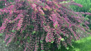 Sonic Bloom Pink Weigela  Garden Crossings [upl. by Eislek844]