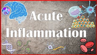 Acute Inflammation  Definition Pathogenesis Causes Mediators Morphology Exudate and Transudate [upl. by Donahue600]