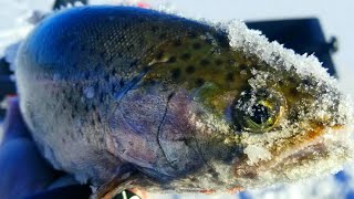 RAINBOW TROUT ICE FISHING  NORTHERN MINNESOTA [upl. by Awad]