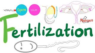 Fertilization  The Reproductive System  Embryogenesis  Embryology  Biology [upl. by Jezabel]