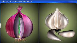 CBSE Class 11 Biology  Morphology of Flowering Plants  Full Chapter  By Shiksha House [upl. by Nnorahs]