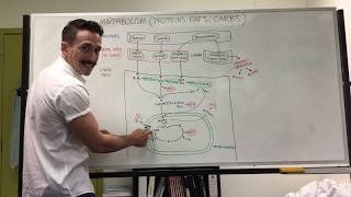 Carbohydrate Protein and Fat Metabolism  Metabolism [upl. by Silver]