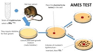 NEOPLASIA 7 CHEMICAL CARCINOGENESIS amp Ames test [upl. by Ettesus643]