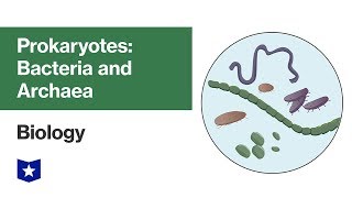 Prokaryotes Bacteria and Archaea  Biology [upl. by Omer12]