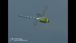 Emperor dragonfly in flight in slow motion [upl. by Goines]