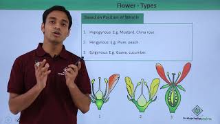 Class 11th – Flower – Types  Morphology of Flowering Plants  Tutorials Point [upl. by Richlad]