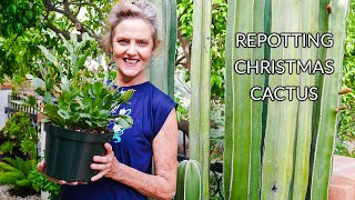 HOUSEPLANT REPOTTING CHRISTMAS CACTUS JoyUsGarden [upl. by Teloiv479]