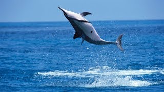 Why Do Spinner Dolphins Spin [upl. by Thatch388]