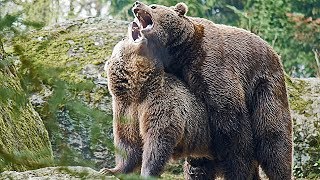 Nationalpark Bayer Wald BraunBären flirten und paaren sich Mating [upl. by Thorrlow]