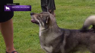 Swedish Vallhunds  Breed Judging 2021 [upl. by Dara270]