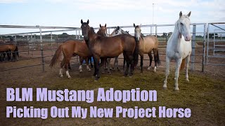 BLM MUSTANG ADOPTION  Picking Out My New Project Horse [upl. by Husha]