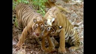 Baby Einstein  Wild Animal Safari Amazon Trailer [upl. by Jarus]