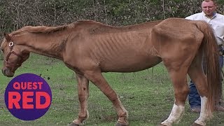 Houston SPCA Rescues 5 Emaciated Horses  Animal Cops Houston [upl. by Anawahs]