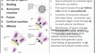 The Process of Fertilization IB Biology [upl. by Cirone]