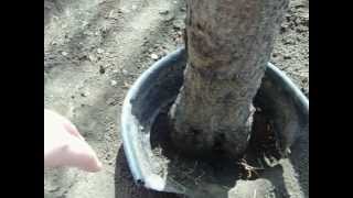 How to Get Rid of Peach Tree Borers [upl. by Emmit724]