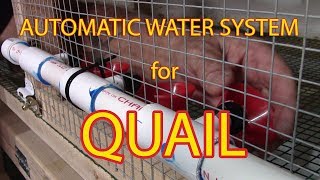 DIY automatic watering system for quail [upl. by Montana]