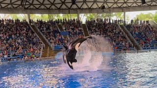 Orca Encounter Killer Whale Show SeaWorld San Antonio Texas [upl. by Mloclam]