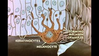 7 Pigment Transfer in Skin Cells [upl. by Ater]