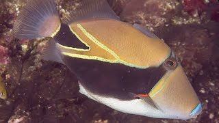 Facts The Reef Triggerfish Humuhumunukunukuapuaa [upl. by Abekam]