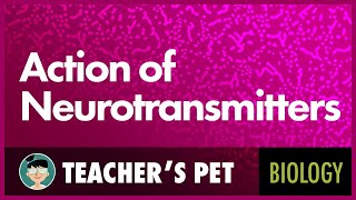 Action of Neurotransmitters [upl. by Fransis]