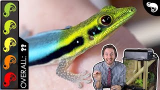 Neon Day Gecko The Best Pet Lizard [upl. by Alliscirp447]