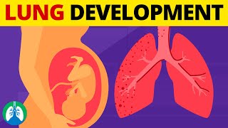 5 Stages of Fetal Lung Development  Quick Explanation [upl. by Mavilia]