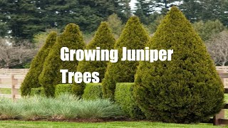 Growing cedar trees from cuttings [upl. by Spieler]