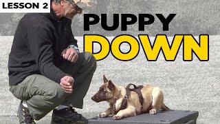 Teach Your Malinois Puppy DOWN [upl. by Noslien]