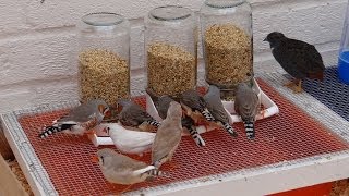 Zebra Finch Feeders [upl. by Aelahs100]